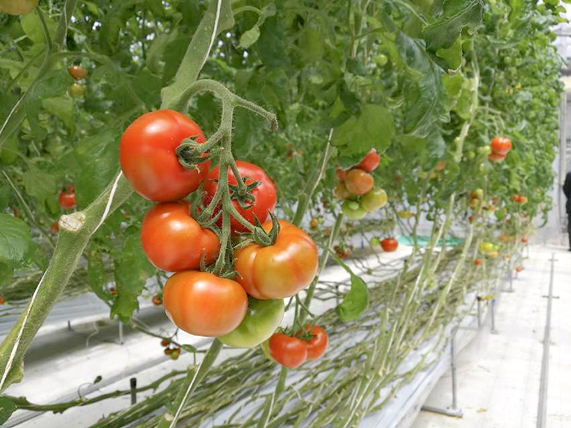 合同会社ながの農園で栽培されているトマト